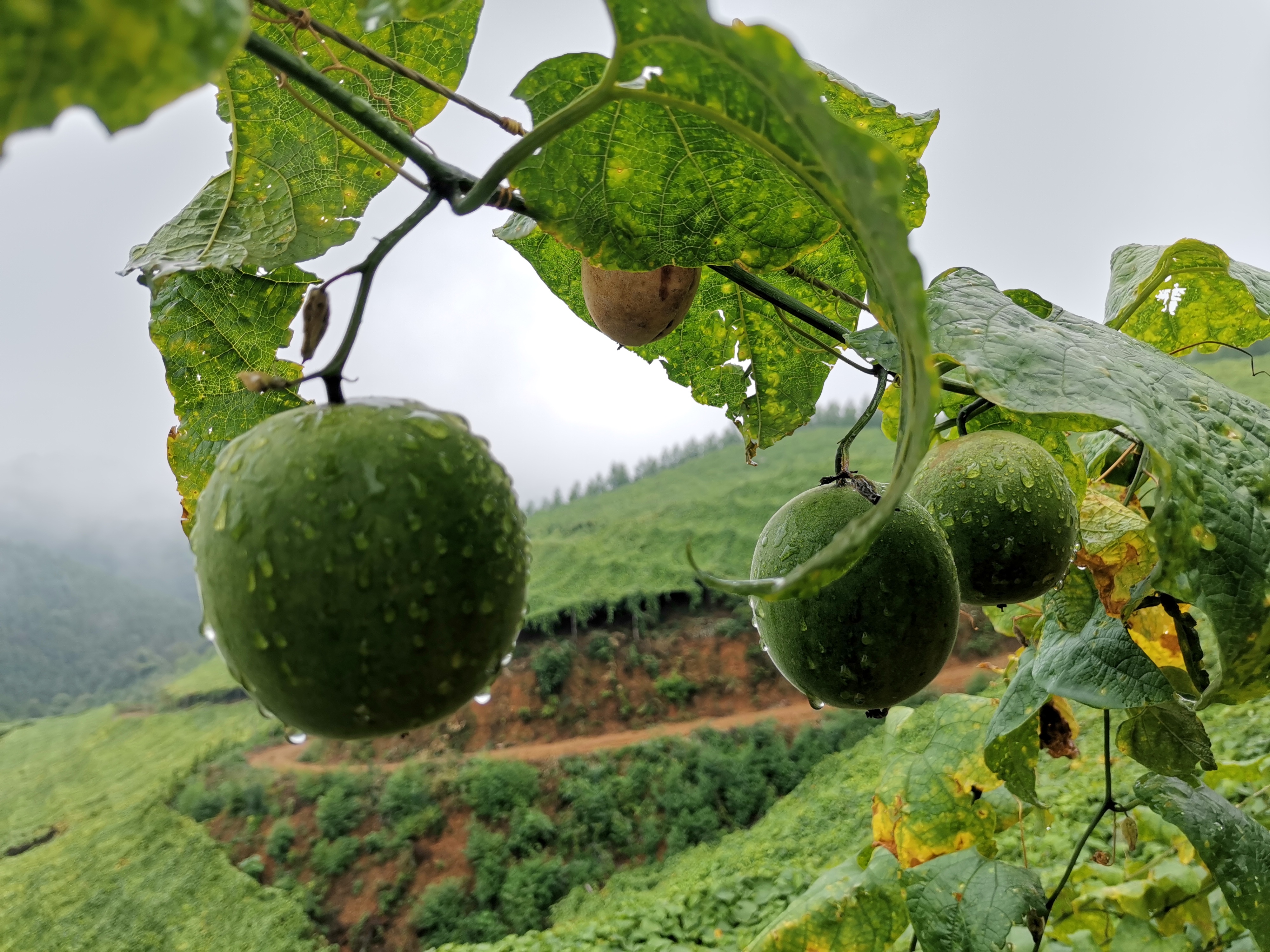 首页 2 monk frutas extacta naveNATURA