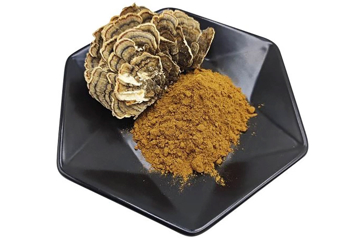 Кориолус разноцветный