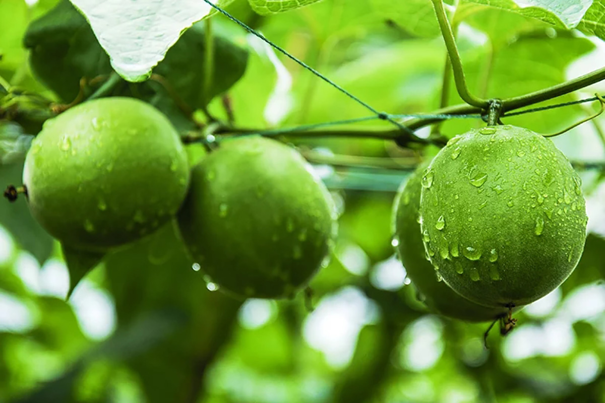 Extrait de fruit de moine