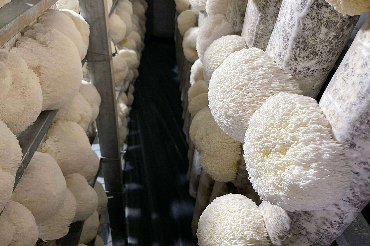 Львиная грива