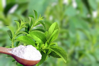 //rororwxhnpiplm5m.ldycdn.com/cloud/pkBpiKkmlqSRolnrjlplkp/Top-Stevia-Manufacturers-and-Suppliers-in-Belgium.jpg