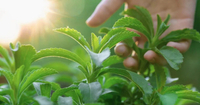 //rirorwxhnpiplm5m.ldycdn.com/cloud/pkBpiKkmlqSRolnrlkjmkp/Top-Stevia-Manufacturers-and-Suppliers-in-Argentina.jpg